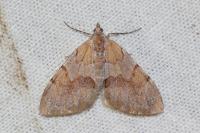Pennithera firmata firmata