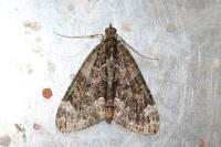 Chloroclysta siterata