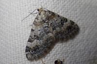 Perizoma minorata