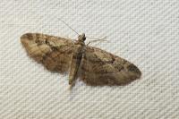 Eupithecia phoeniceata