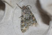 Polymixis flavicincta flavicincta
