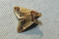 Pyralis farinalis