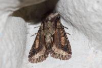 Allophyes oxyacanthae