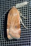 Noctua interposita