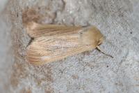 Mythimna pallens