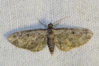 Eupithecia