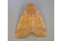 Tiliacea aurago