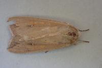 Mythimna unipuncta