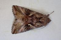 Autographa gamma