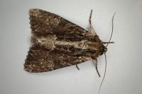 Apamea monoglypha monoglypha