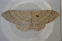Idaea straminata