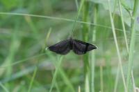 Odezia atrata