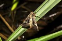 Trigonophora flammea
