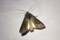 Aporophyla nigra