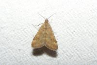 Pyrausta despicata