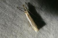 Crambus pascuella