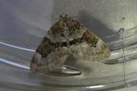 Thera britannica/variata
