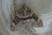 Thera britannica/variata