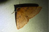 Colotois pennaria