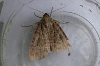 Amphipyra pyramidea/Amphipyra berbera