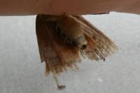 Amphipyra pyramidea/Amphipyra berbera