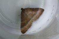 Larentia clavaria