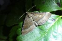 Larentia clavaria
