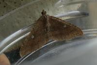 Nycterosea obstipata