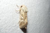 Luperina dumerilii