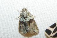 Cryphia algae