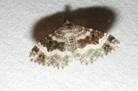 Epirrhoe alternata