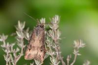 Agrotis ipsilon