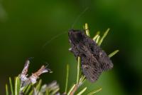 Aporophyla nigra