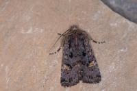 Dryobota labecula