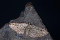 Eupithecia ericeata