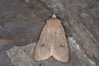 Xestia castanea