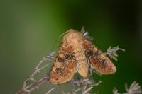 Polymixis argillaceago