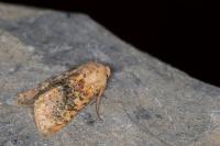 Polymixis argillaceago