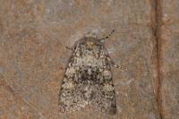 Polymixis xanthomista