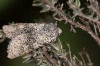 Polymixis xanthomista