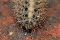 Spilosoma lubricipeda