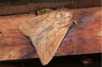 Mythimna vitellina