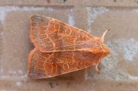 Cirrhia ocellaris