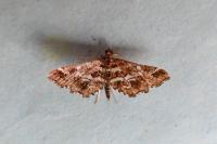 Diasemiopsis ramburialis