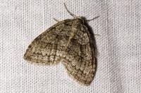 Epirrita