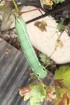 Hippotion celerio