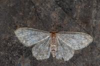 Idaea libycata