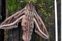 Hippotion celerio