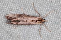 Evergestis isatidalis