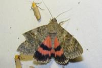 Catocala elocata